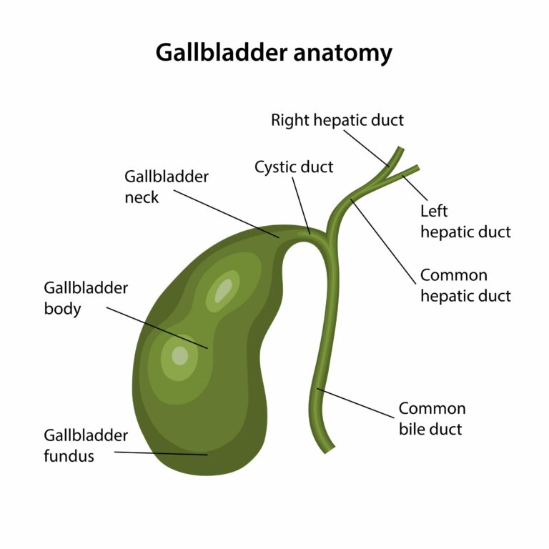 Anatomie vésicule et canal cystique