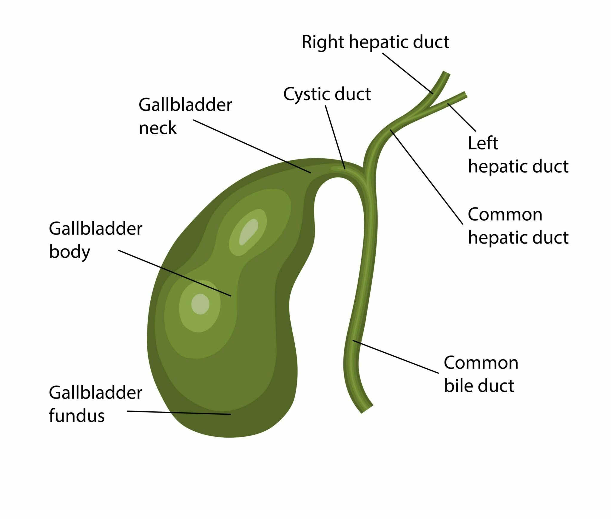 Vivre et manger sans vésicule biliaire Espace MédicoChirurgical emc²