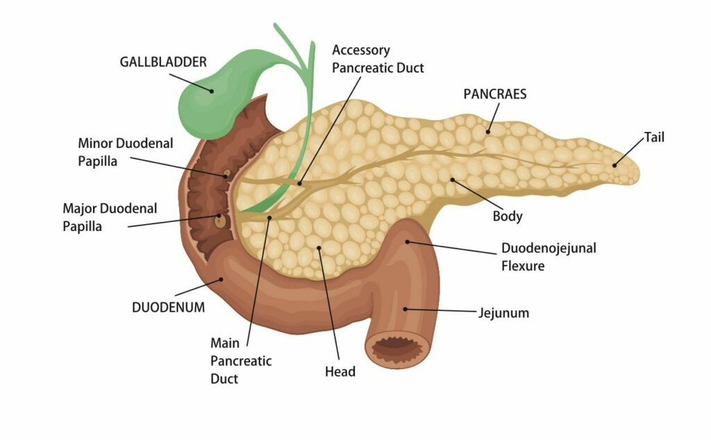 Anatomie de la papille duodénale et du pancréas